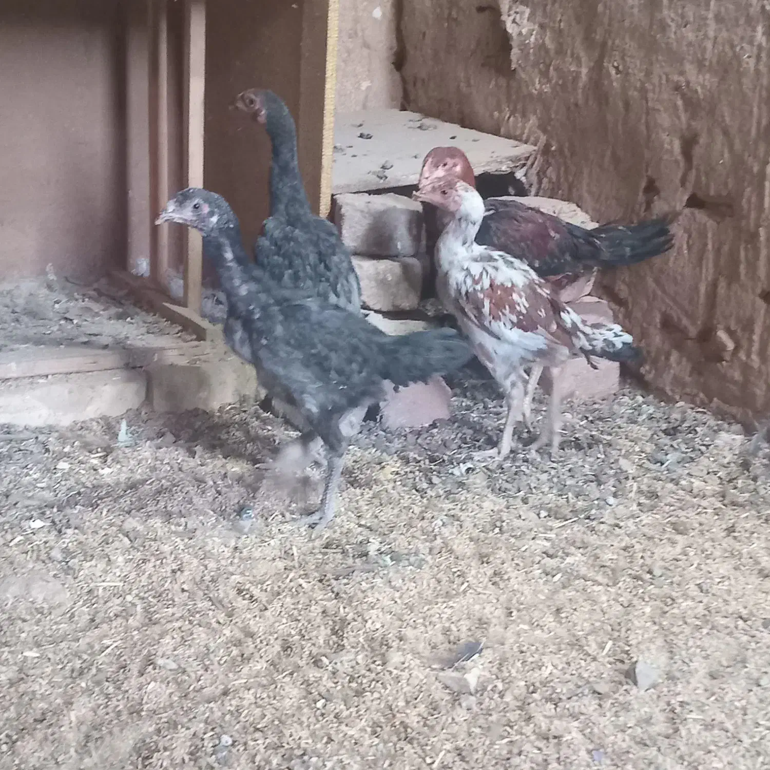 جوجه لاری|حیوانات مزرعه|نیشابور, فضل|دیوار