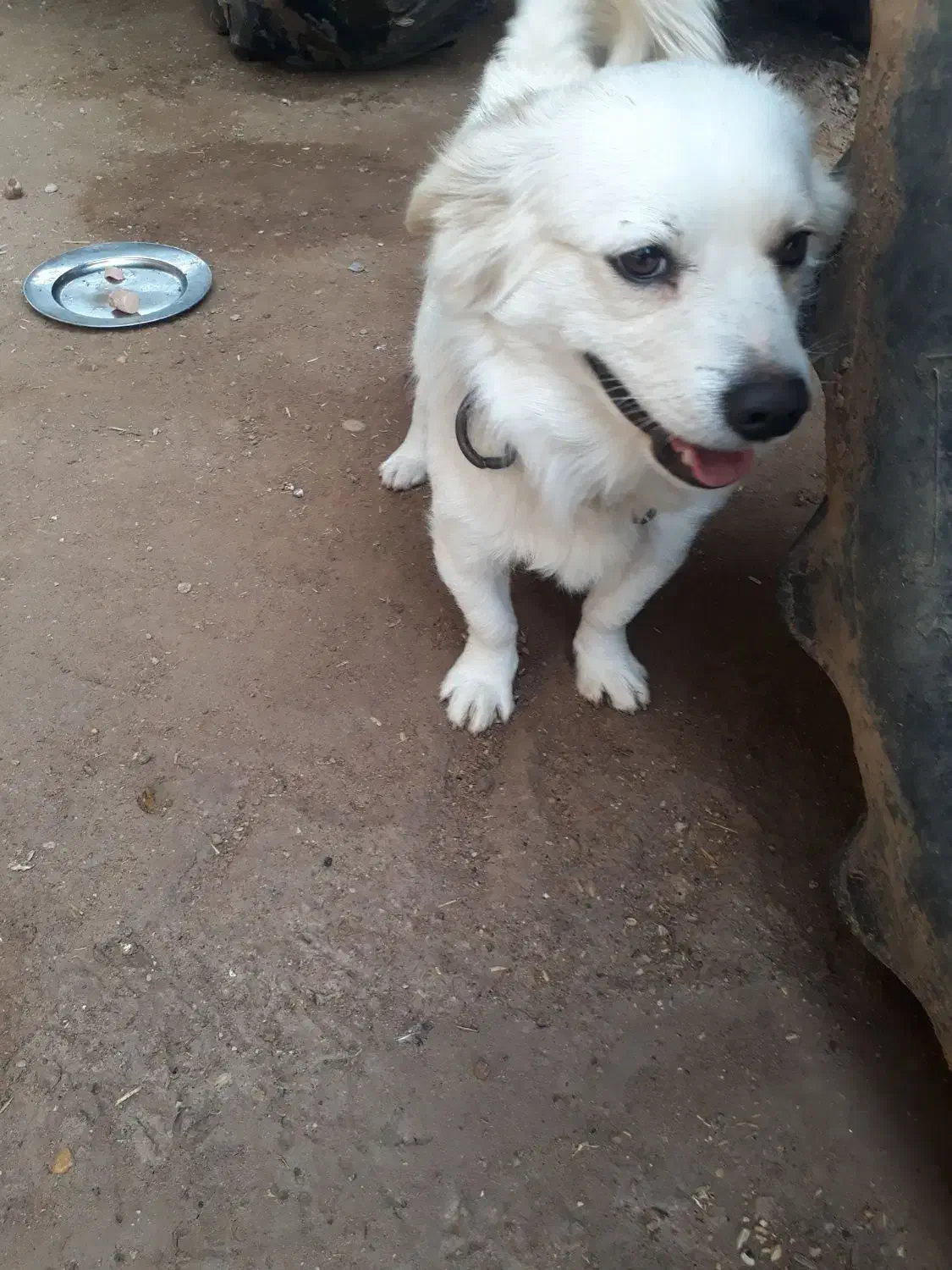 سگ اشپیتز|سگ|سوسنگرد, |دیوار