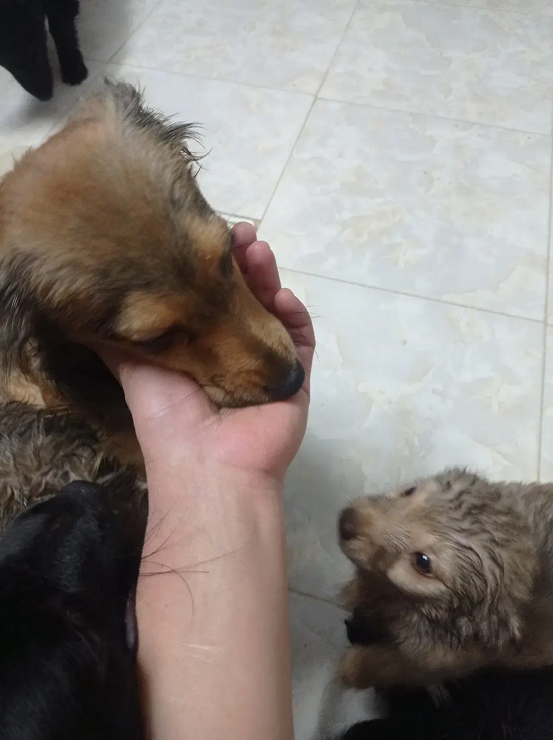 توله سگ پا کوتاه|سگ|ورامین, ریحان آباد|دیوار