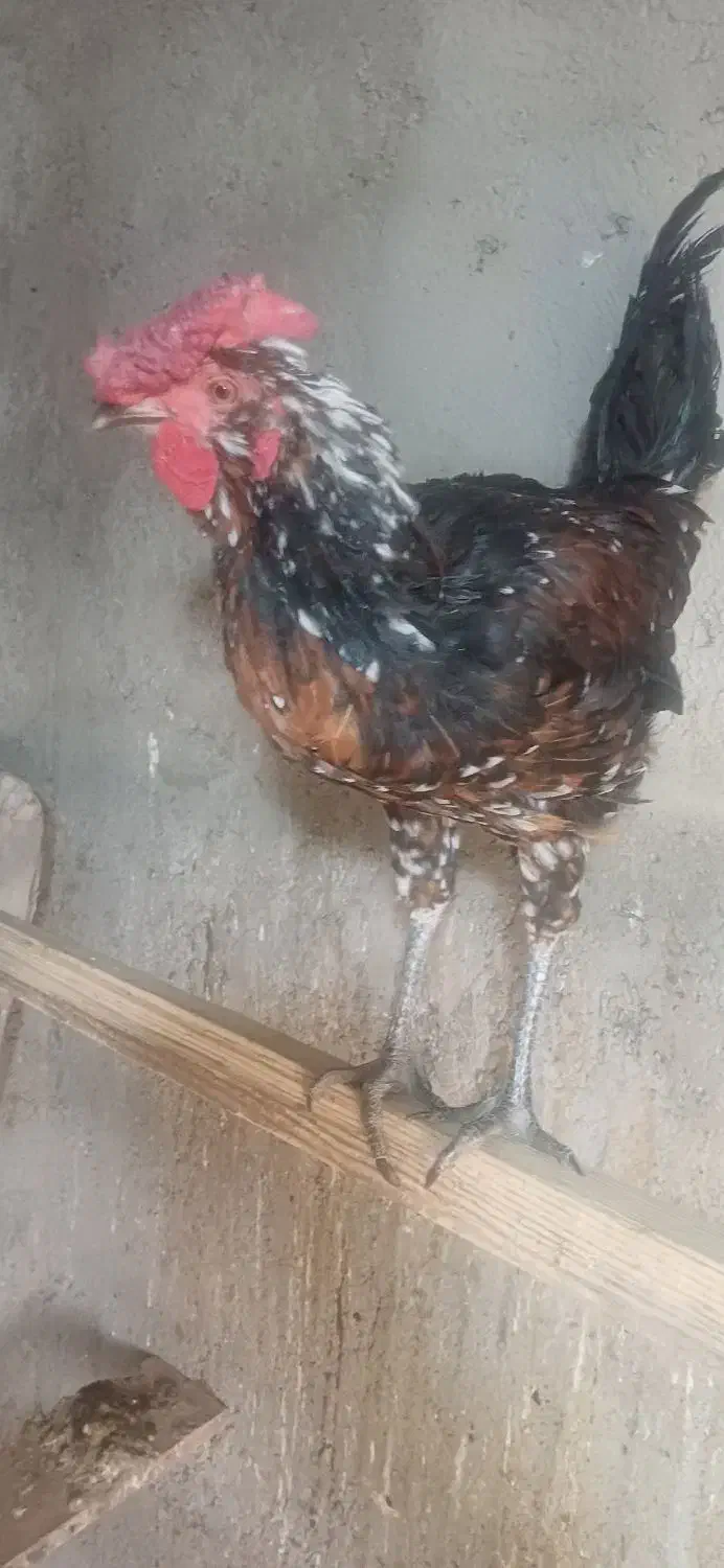 خروس گلین|حیوانات مزرعه|احمدآبادمستوفی, |دیوار