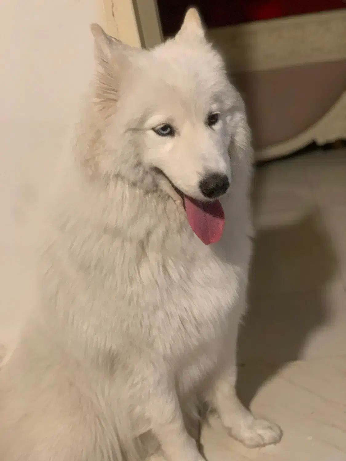 واگذاری فوری سامویید|سگ|کرج, کمال‌شهر|دیوار