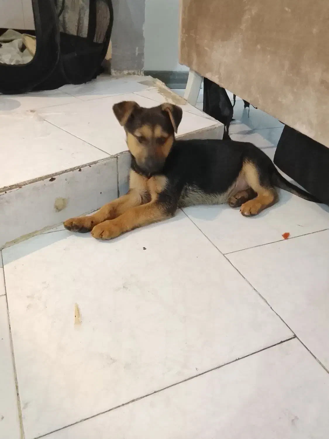 توله ژرمن سه ماهه|سگ|کرج, حیدرآباد|دیوار