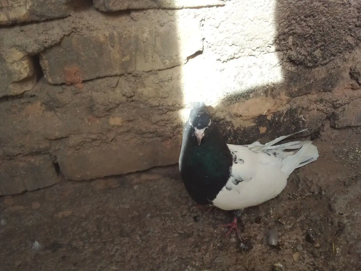 پرنده|پرنده|اسفراین, |دیوار