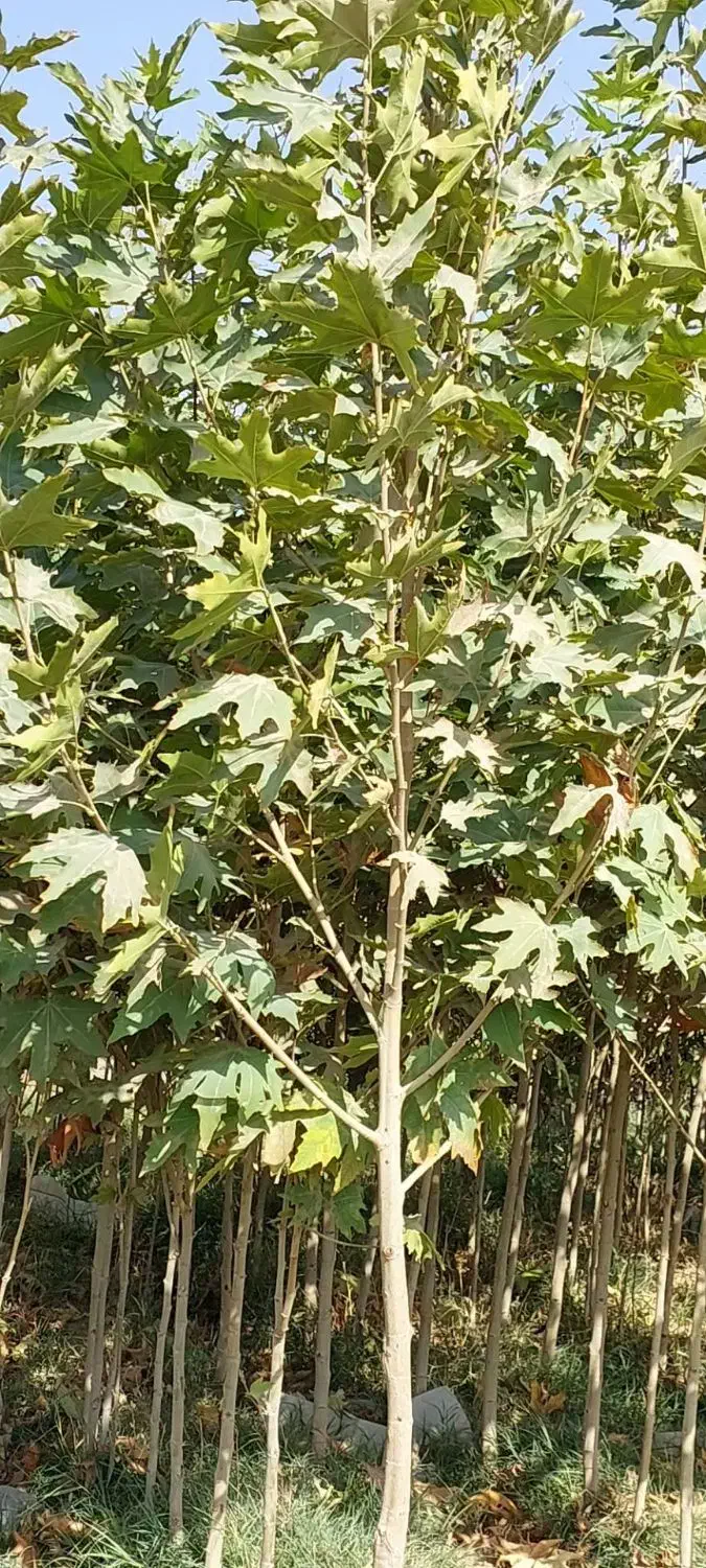 نهال چنارمشهد*مقاوم ترین چنارباشرایط آب وهوای مشهد|خدمات باغبانی و درختکاری|مشهد, نوید|دیوار