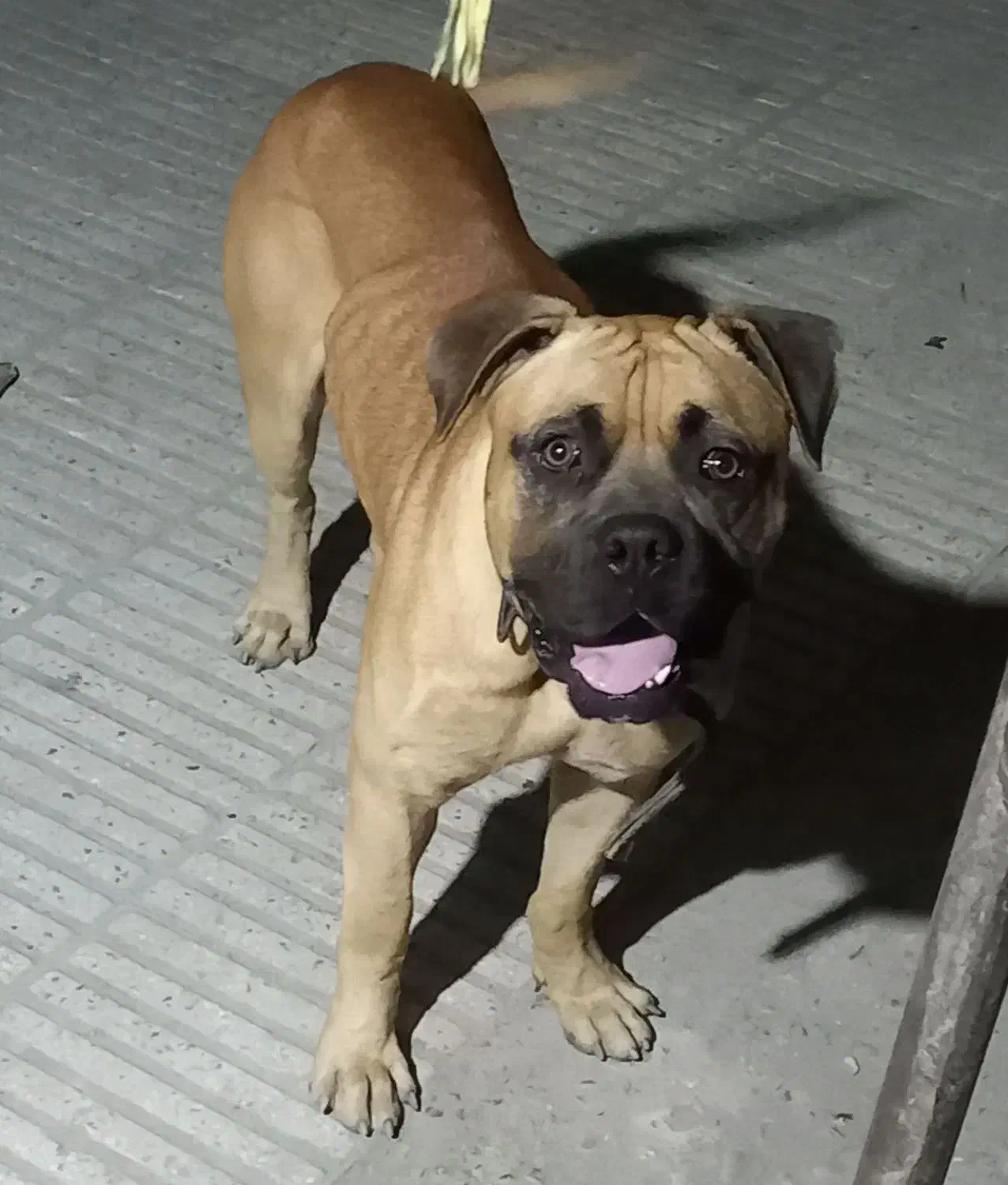 سگ باکسر|سگ|بابل, |دیوار