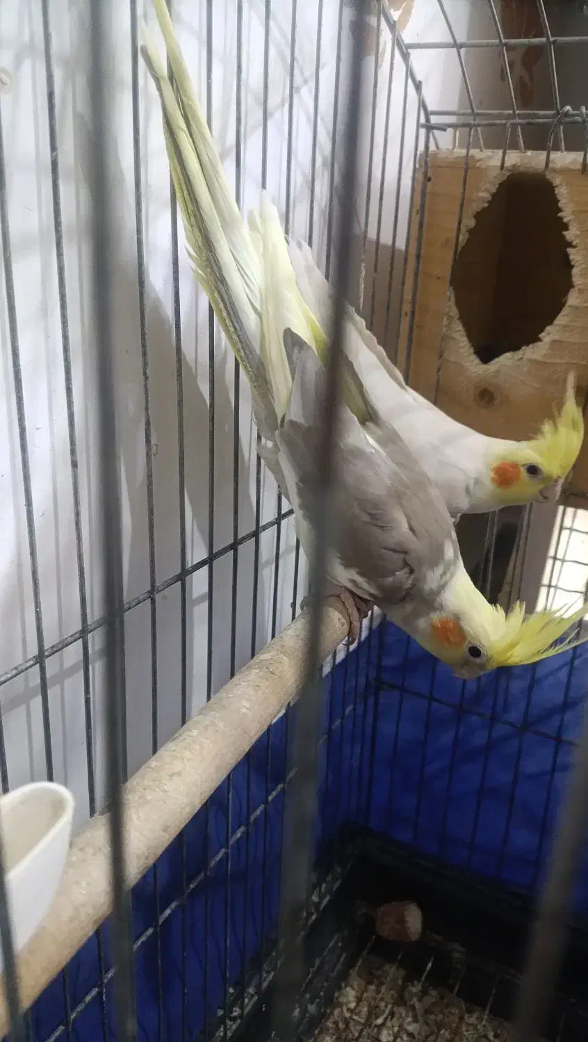 عروس هلندی با جوجه|پرنده|بندرعباس, |دیوار