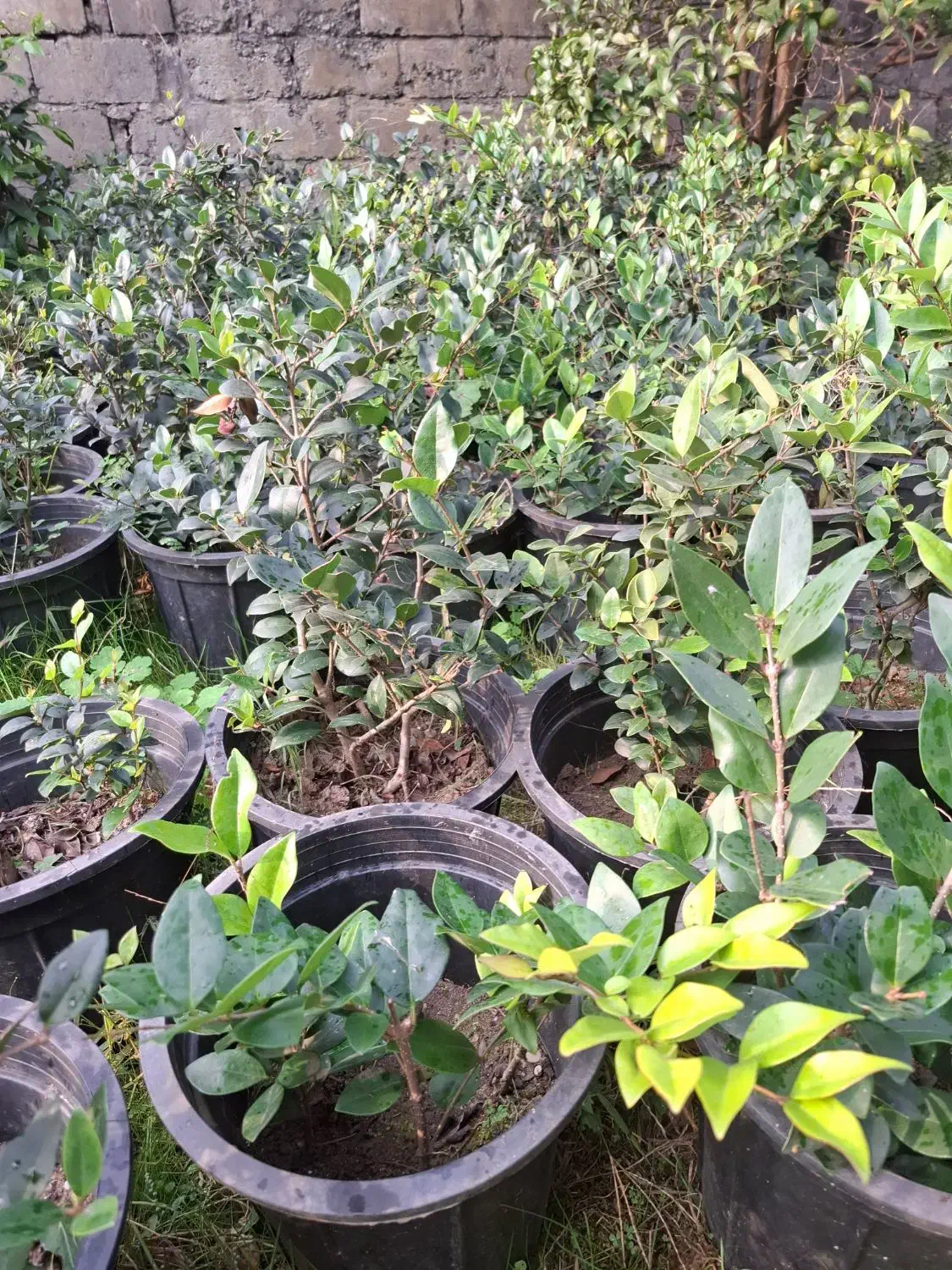 فروش گل و گیاه فوتونیا یاس شمشاد|گل و گیاه طبیعی|کلاچای, |دیوار