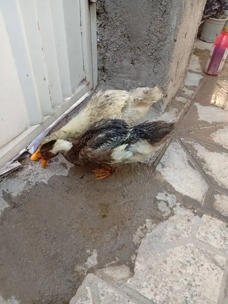 دو عدد جوجه اردک ۴ ماهه|حیوانات مزرعه|داراب, |دیوار