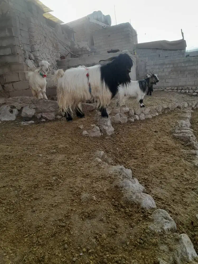بهده روزگاری|حیوانات مزرعه|ایذه, |دیوار