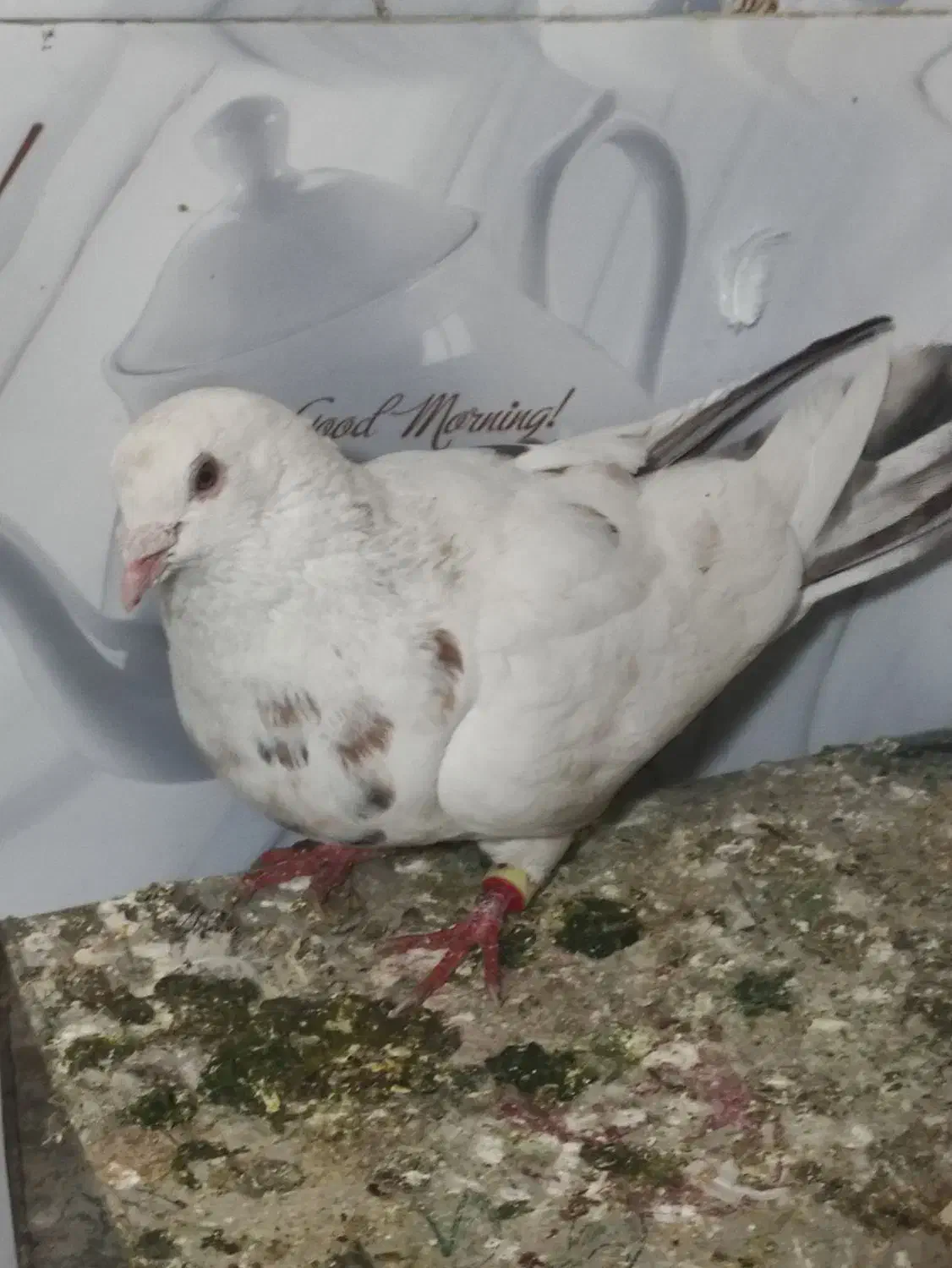 کفتر|پرنده|دورود, |دیوار