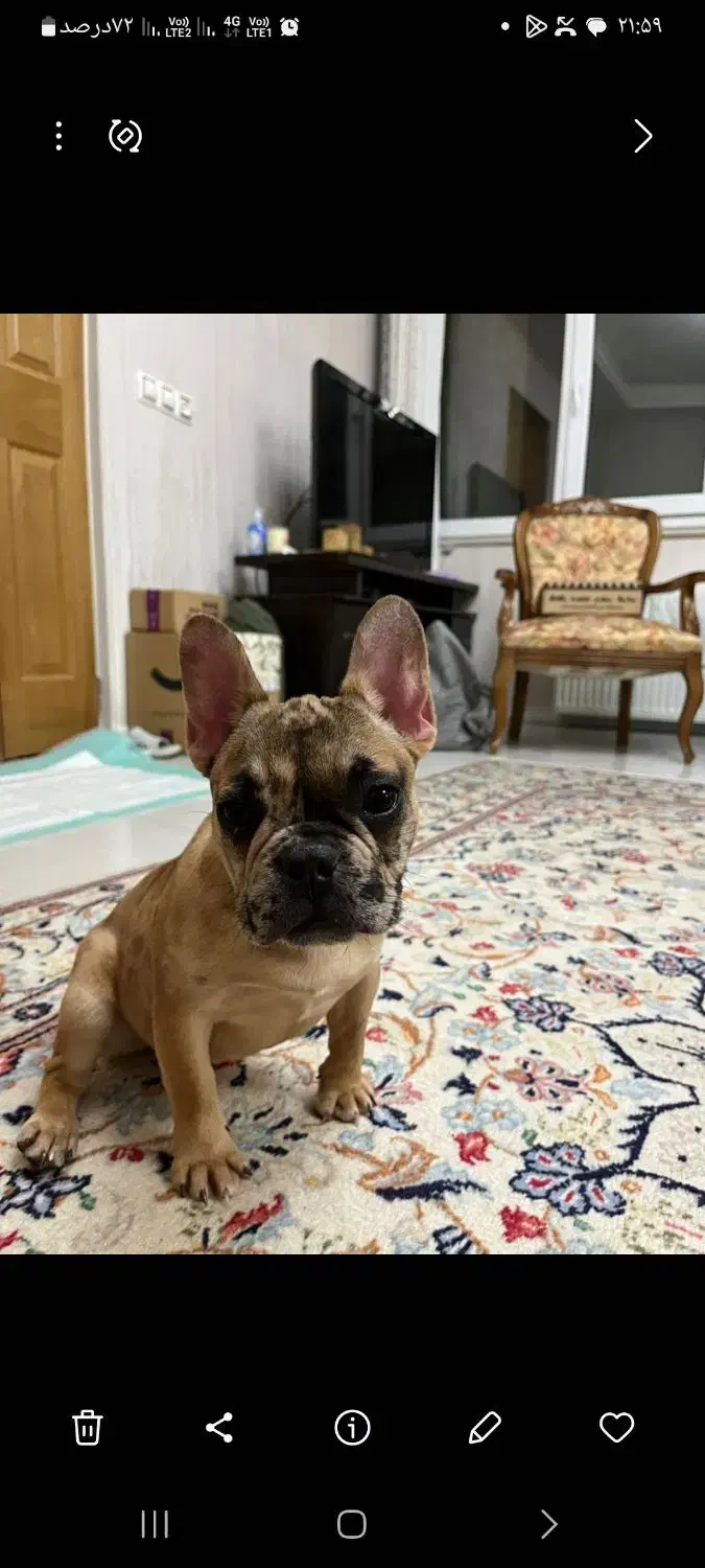 سگ فرنچ بولداگ ماده|سگ|تهران, امیریه|دیوار