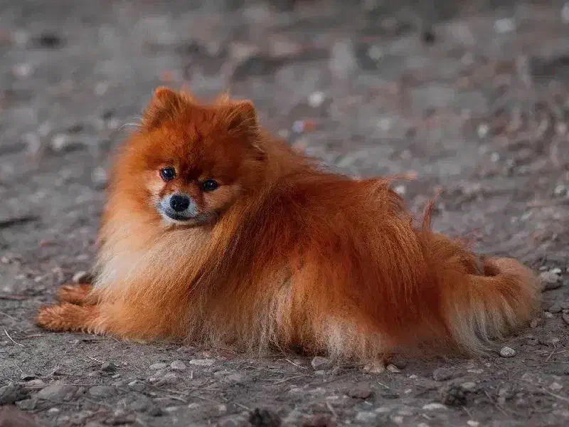 سگ پامرنین|سگ|باغ بهادران, |دیوار