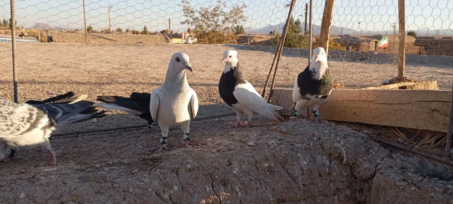 کفتر|پرنده|زرند, |دیوار