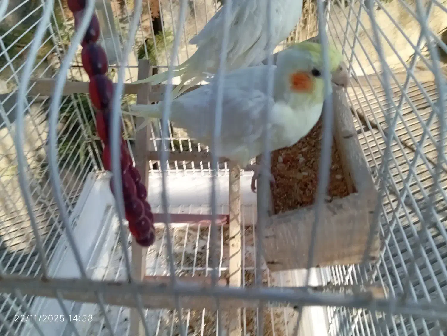 عروس هلندی معاوضه نربا ماده|پرنده|دلند, |دیوار