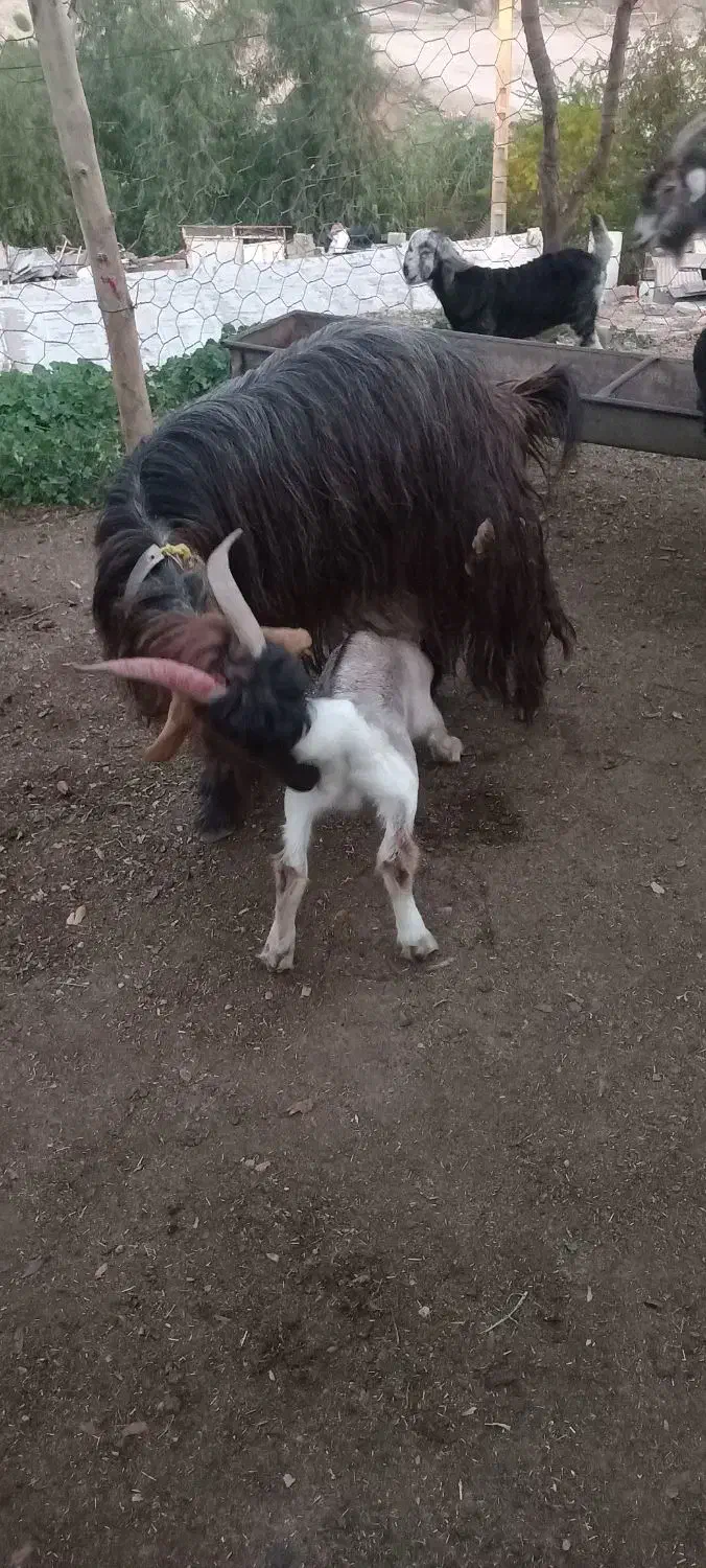 بز و بیگ|حیوانات مزرعه|مسجد سلیمان, |دیوار