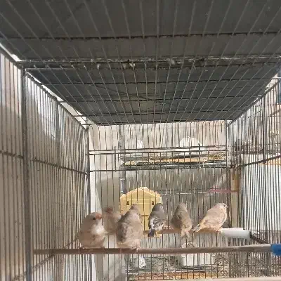 فنچ زبرا و بنگالی|پرنده|کرج, شهرک امام رضا (ع)|دیوار