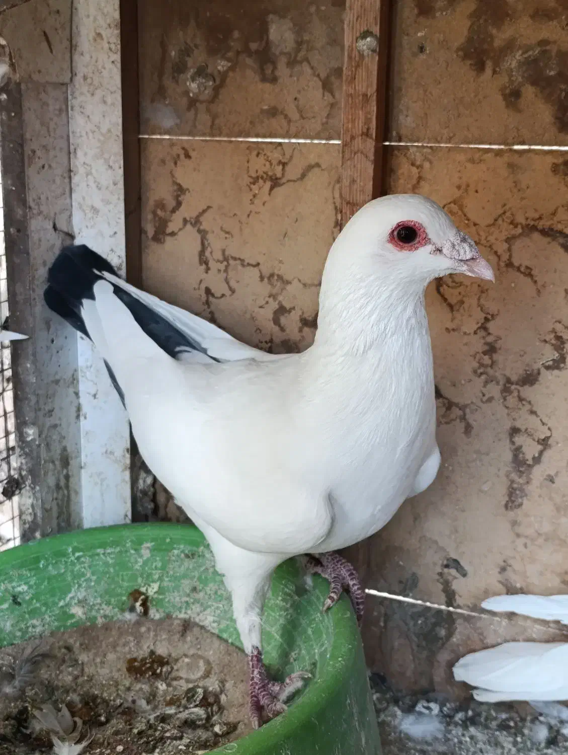 معاوضه با پلاکی جان اردن و‌گرافت (بافق)|پرنده|یزد, |دیوار