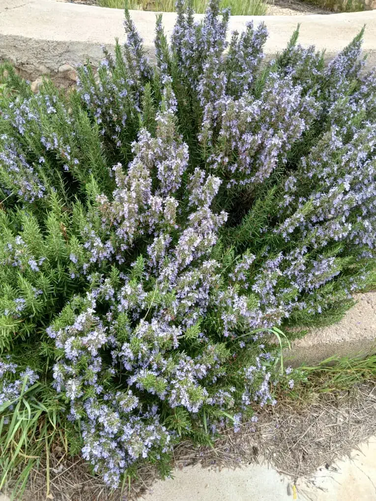 باغ سیاخ|فروش خانه و ویلا|سیاخ دارنگون, |دیوار