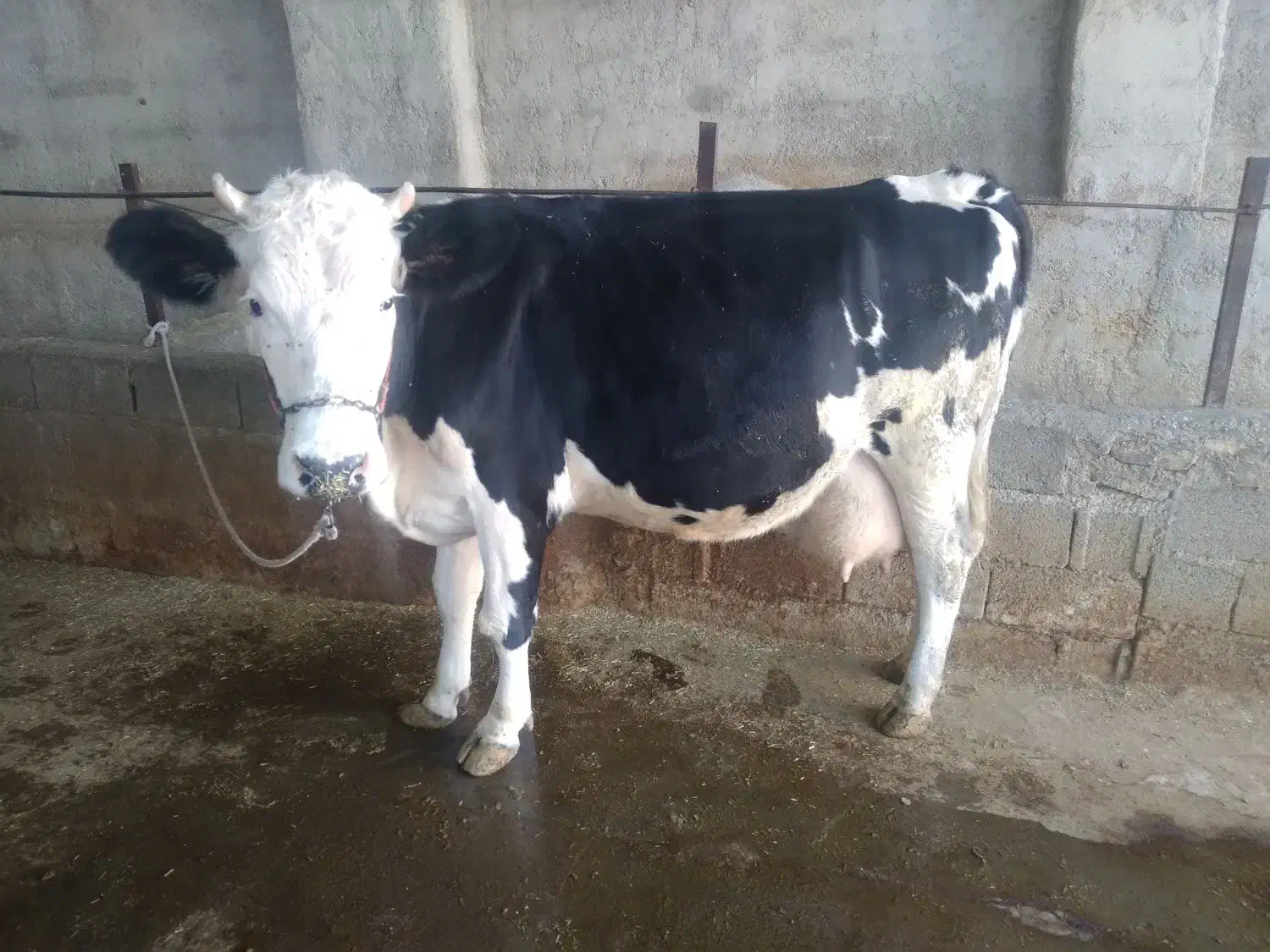 فروش گاو درجه یک شکم اول با گوساله ماده|حیوانات مزرعه|جره و بالاده, |دیوار