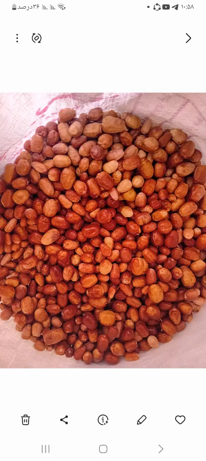 سنجدامساله خوش خوراک۱۳۰|عمده‌فروشی|بسطام, |دیوار