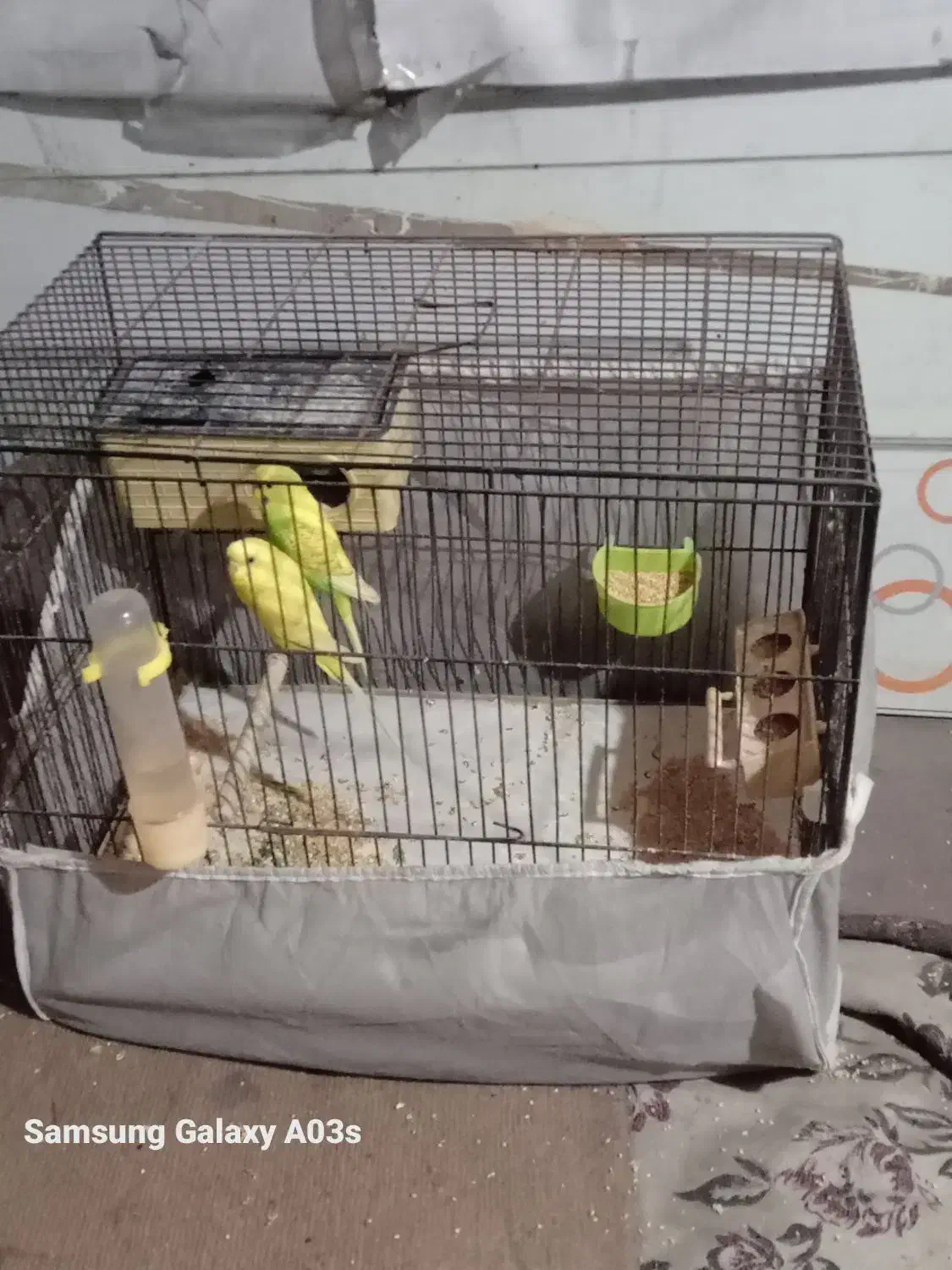 مرغ عشق|پرنده|رشت, حومه رشت|دیوار