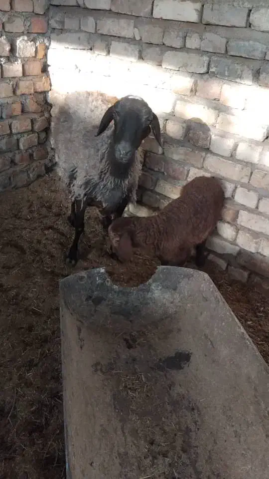 میش با بره و میش آبستن|حیوانات مزرعه|کاشان, درب اصفهان|دیوار