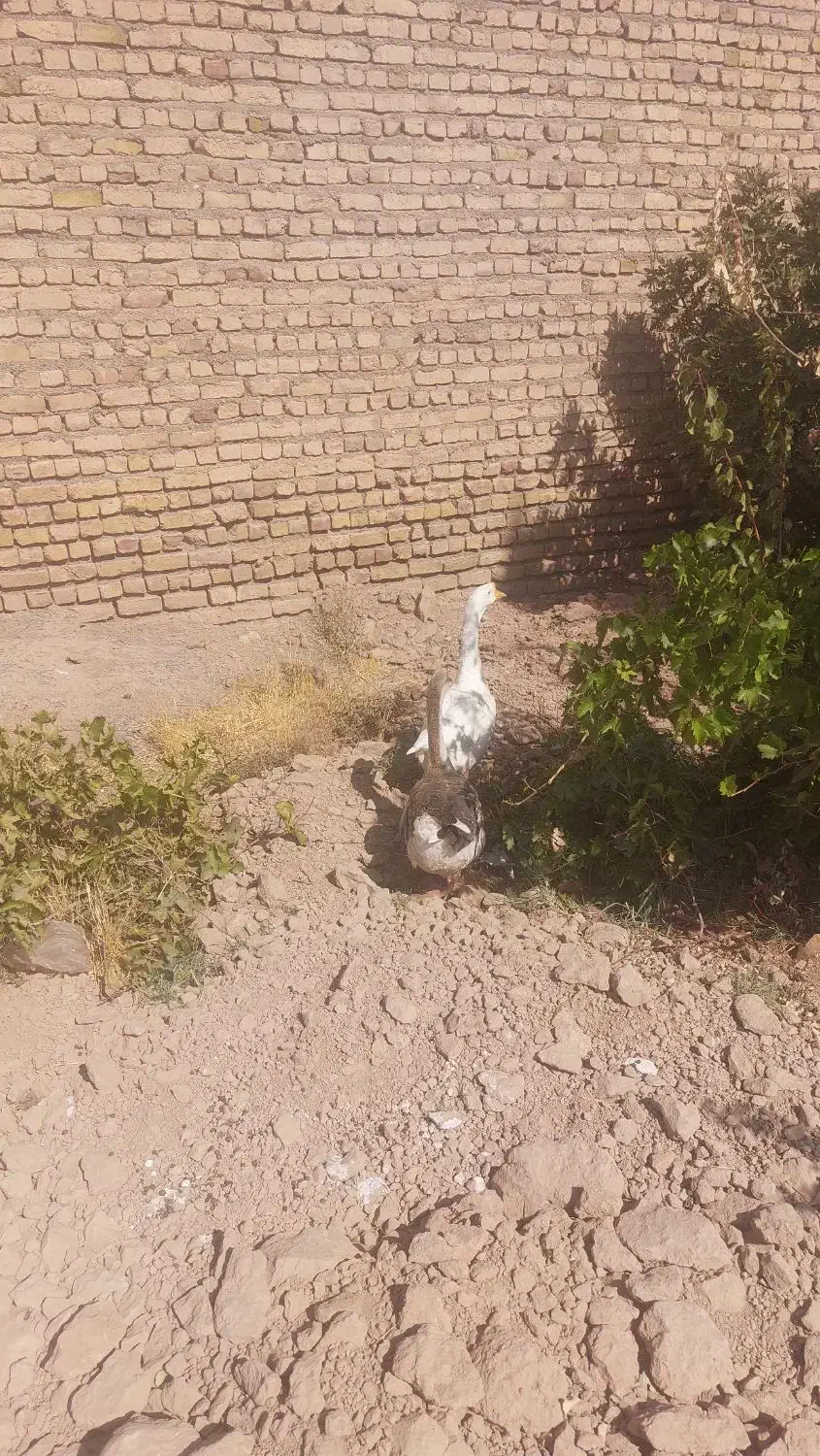 غاز اسراییلی یک جفت|حیوانات مزرعه|نیشابور, مازول|دیوار