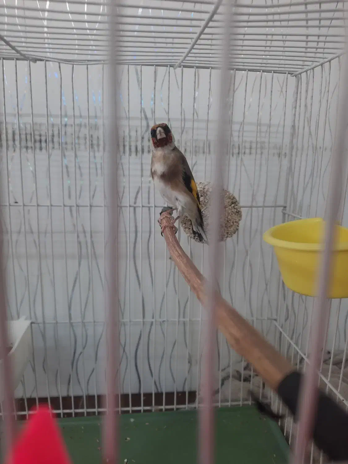 سهره چهارگل نردرشت آروم بخون|پرنده|تایباد, |دیوار