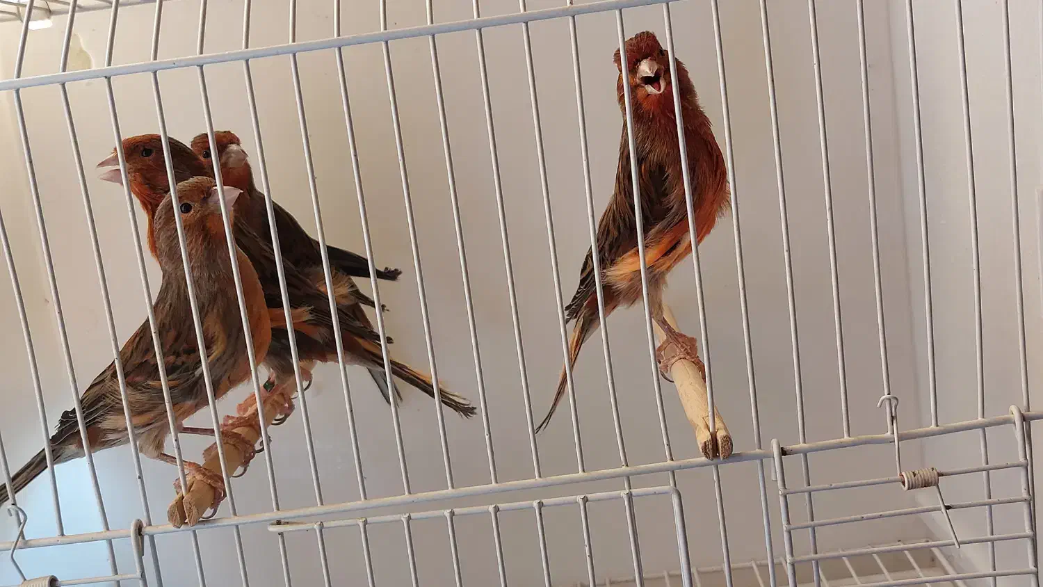 قناری سرخ|پرنده|مشهد, حرم مطهر رضوی|دیوار