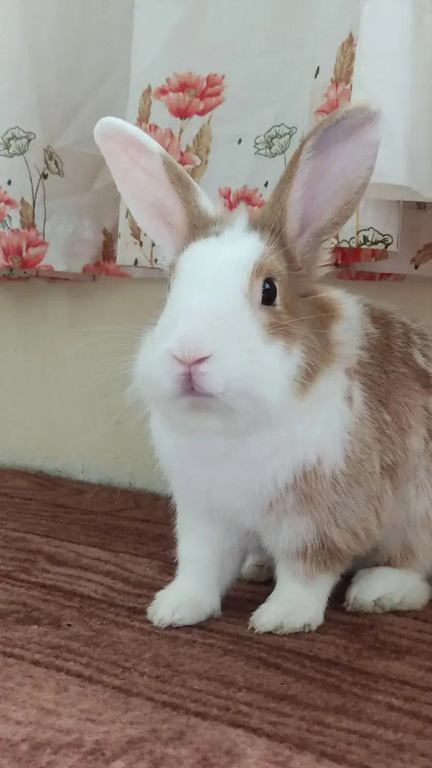 خرگوش نیمه لپ نر|موش و خرگوش|بندر انزلی, متروپل|دیوار