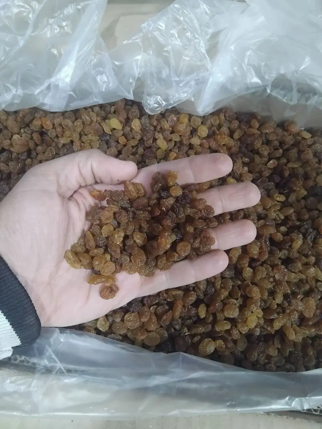 کشمش تیزابی شسته شده درجه یک|خوردنی و آشامیدنی|ملایر, |دیوار