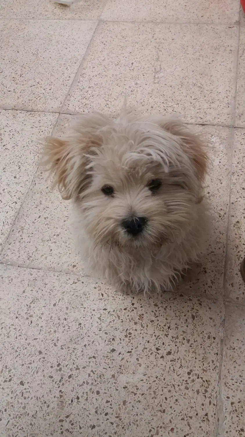 سگ شیتنزو باهوش بازیگوش ۴ ماهه|سگ|کرمان, |دیوار