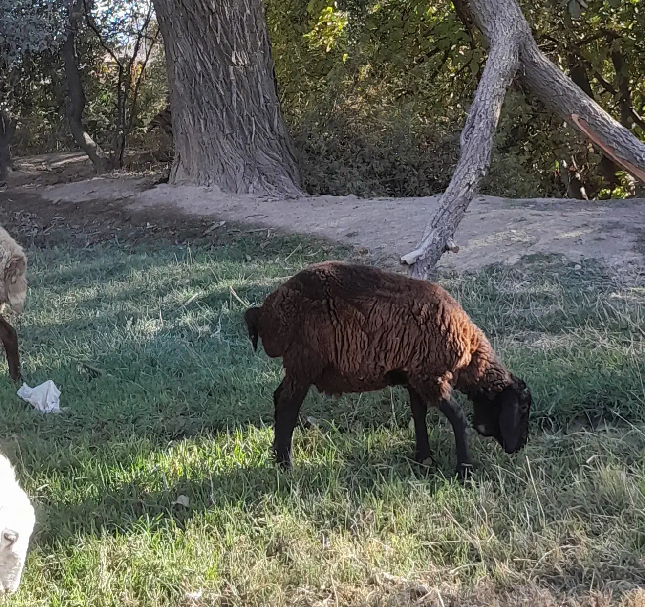 بره نر|حیوانات مزرعه|بجنورد, |دیوار