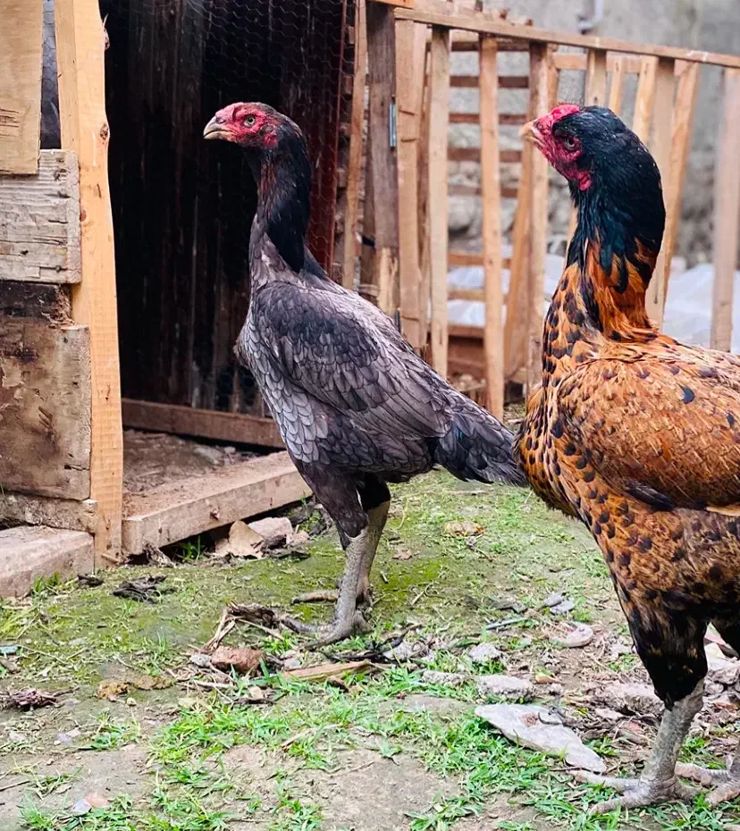 لاری خروس مرغ نسل ممتاز ها|حیوانات مزرعه|امامزاده عبدالله, |دیوار