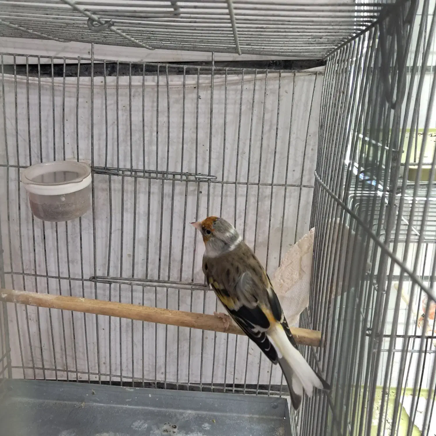 سهره قناری چونه سفید ابلغ وسینه سرخ قناری سوپری|پرنده|قزوین, |دیوار