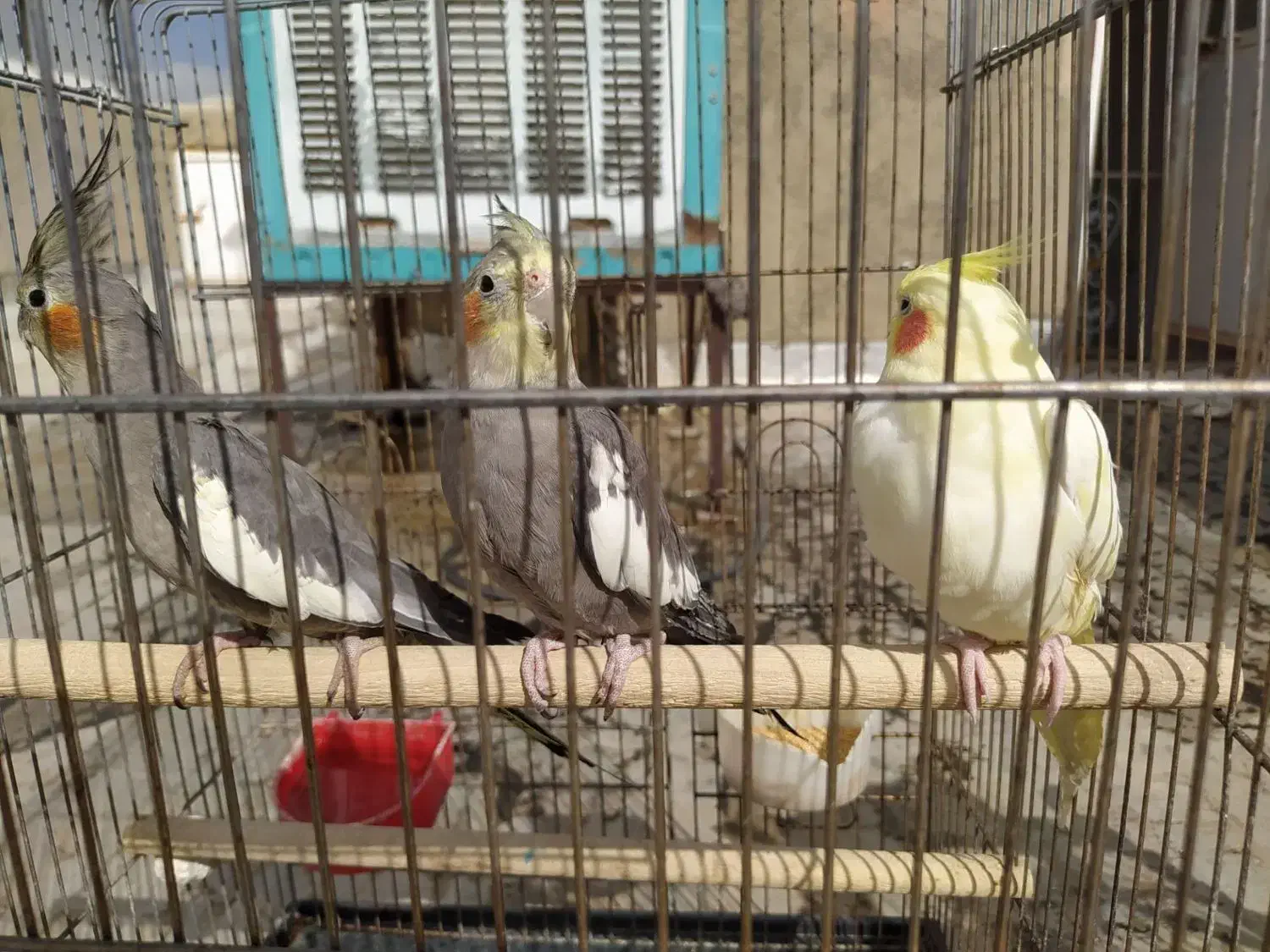 عروس هلندی|پرنده|کبودرآهنگ, |دیوار