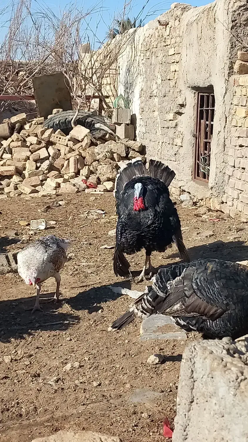 بوقلمون نر و ماده|حیوانات مزرعه|کرباسک, |دیوار