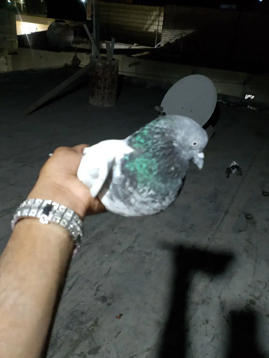 کفترقیمت توافقی|پرنده|میناب, |دیوار