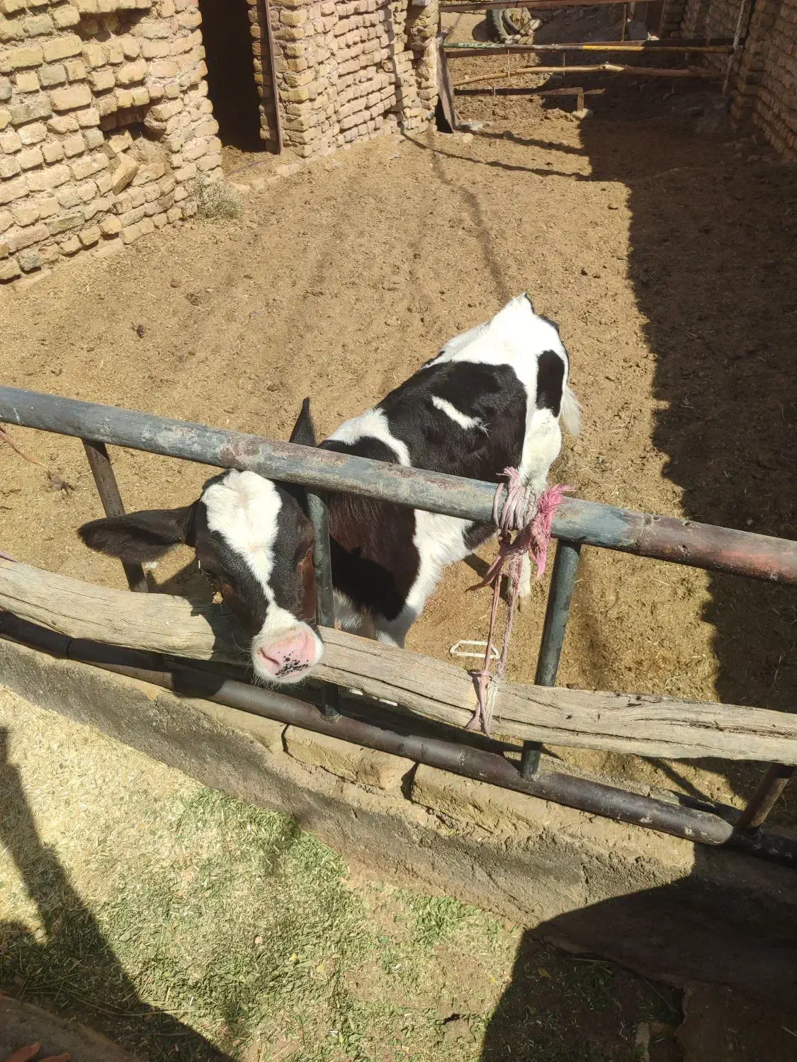 گوساله نر 2ماه امریکایی|حیوانات مزرعه|باخزر, |دیوار