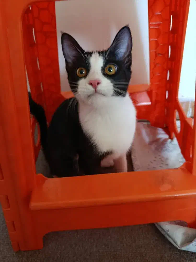 برای نگه داشتم واگذار میکنم|گربه|ارومیه, |دیوار