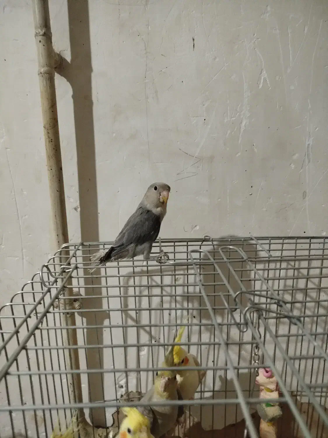 طوطی برزیلی|پرنده|قزوین, |دیوار