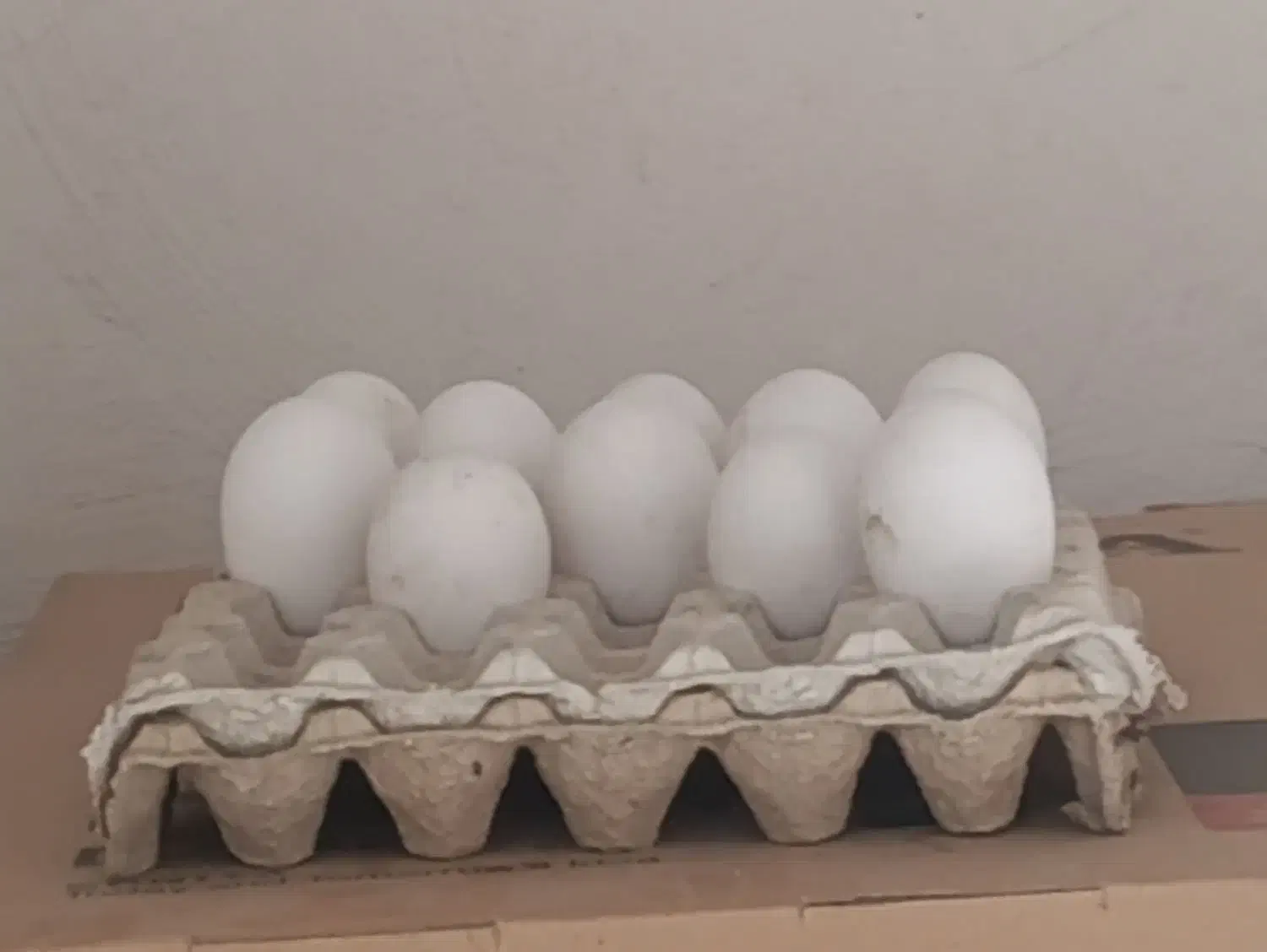 تخم غاز نطفه دارو اردک اسرائیلی|حیوانات مزرعه|سیمین شهر, |دیوار