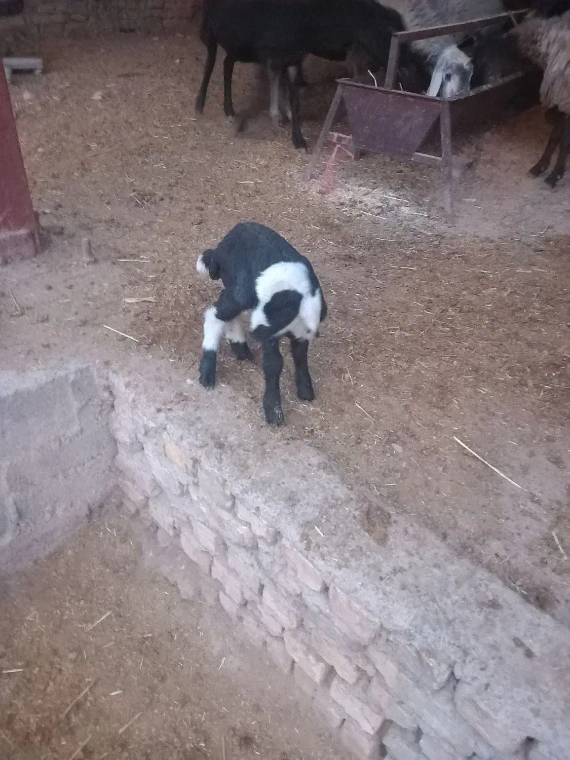 بره شیری ماک خورده|حیوانات مزرعه|جوادآباد, |دیوار