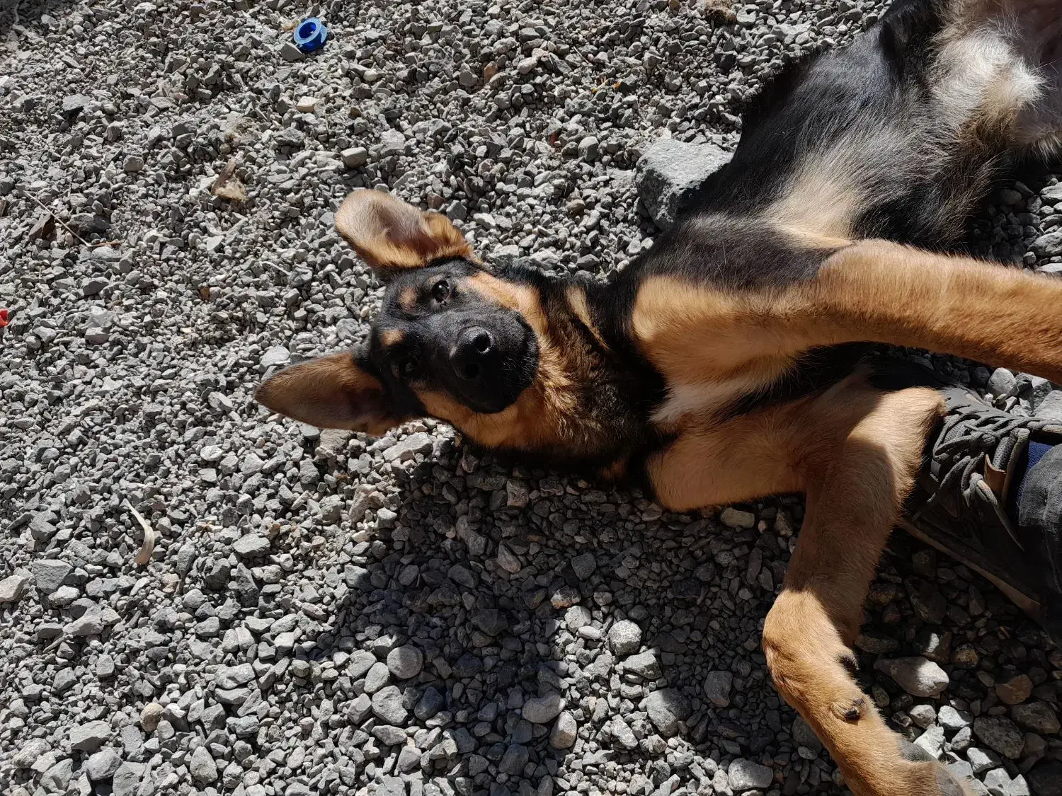 ژرمن ماده|سگ|سبزوار, پیروزی|دیوار