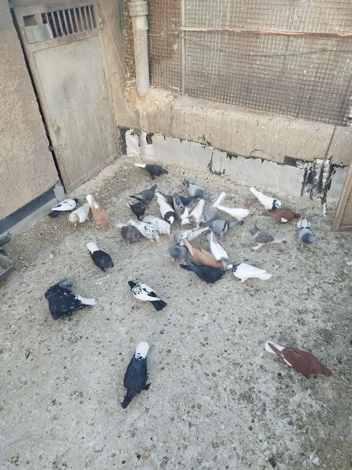 نروماده قاطی جفتی پشتی|پرنده|شیراز, شهرک پردیس|دیوار