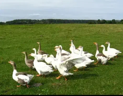 غاز|حیوانات مزرعه|نهاوند, |دیوار