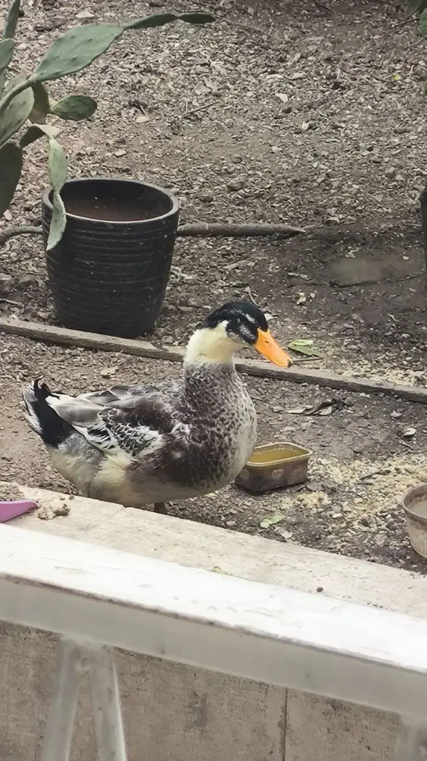 اردک جوان محلی کله غازی|حیوانات مزرعه|تهران, پرستار|دیوار