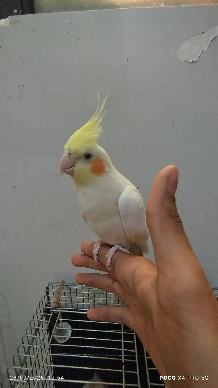 جفت عروس هلندی و جفت طوطی برزیلی|پرنده|قرچک, زیبا شهر|دیوار