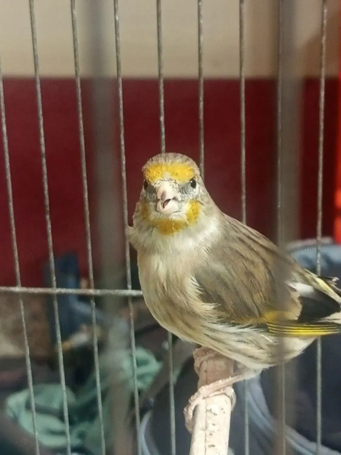 سره قناری ماده|پرنده|قدس, شهرقدس|دیوار