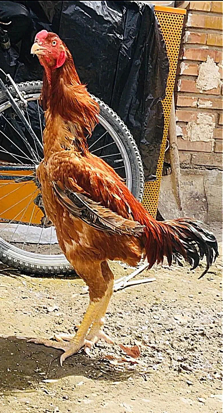 خروس لاری اصیل افغان بالغ|حیوانات مزرعه|محمدشهر, محمدشهر|دیوار